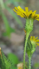 Hieracium amplexicaule