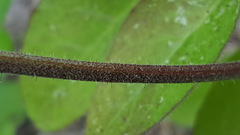 Hieracium amplexicaule