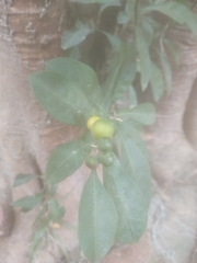 Solanum diphyllum