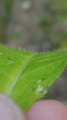 Hieracium amplexicaule