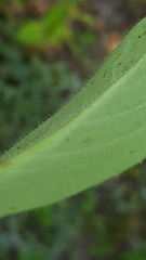 Hieracium amplexicaule