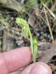 Pterostylis jonesii
