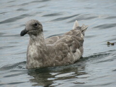 Larus glaucescens