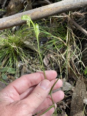 Pterostylis jonesii