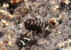 Steatoda capensis