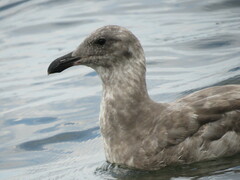 Larus glaucescens
