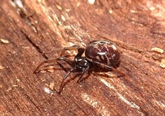 Steatoda capensis