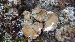 Umbilicaria muhlenbergii