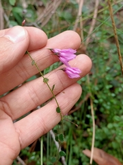 Tetratheca hispidissima
