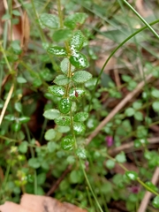 Tetratheca hispidissima