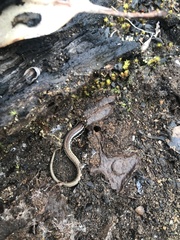 Ctenotus labillardieri