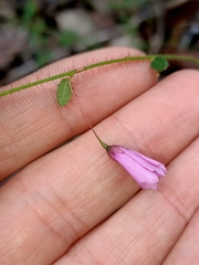 Tetratheca hispidissima