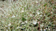 Cladonia amaurocraea