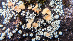 Rhizoplaca subdiscrepans