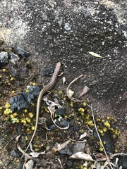 Ctenotus labillardieri