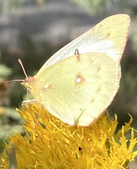 Colias