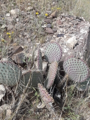 Opuntia santa-rita