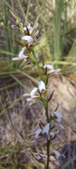 Prasophyllum occidentale