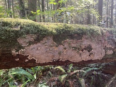 Coniophoraceae