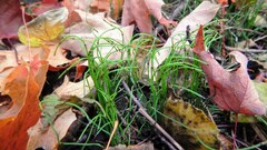 Equisetum scirpoides