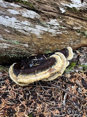 Ischnoderma benzoinum