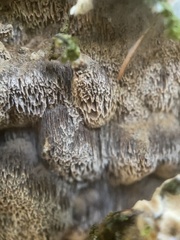 Coniophoraceae