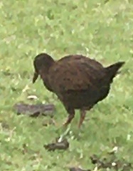 Gallirallus australis australis