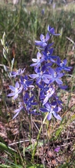 Thelymitra megcalyptra