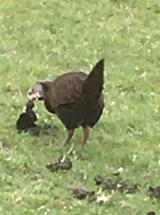 Gallirallus australis australis