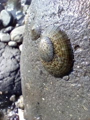 Cellana radians
