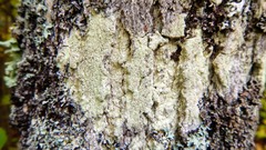Lecanora thysanophora