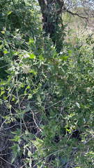 Clematis drummondii