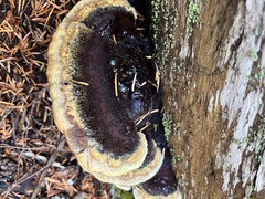 Ischnoderma benzoinum