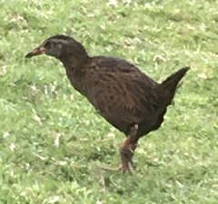 Gallirallus australis australis