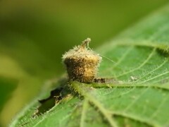 Celticecis celtiphyllia