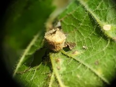 Celticecis celtiphyllia