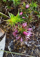 Andersonia caerulea