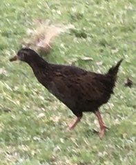 Gallirallus australis australis