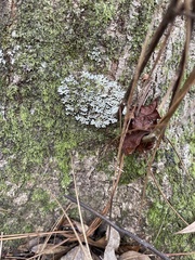 Myelochroa aurulenta