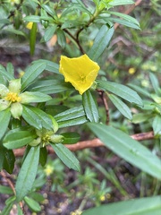 Hibbertia cuneiformis