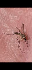 Aedes trivittatus