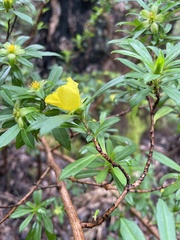 Hibbertia cuneiformis