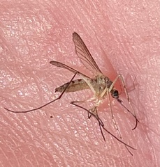 Aedes trivittatus