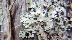 Parmelioideae