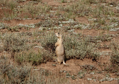 Cynomys parvidens