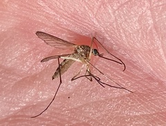 Aedes trivittatus