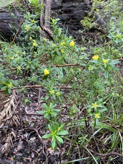 Hibbertia cuneiformis