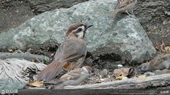 Pterorhinus sannio