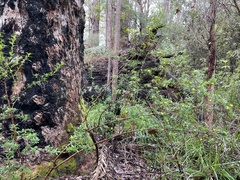 Hibbertia cuneiformis