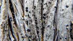 Bacidia schweinitzii